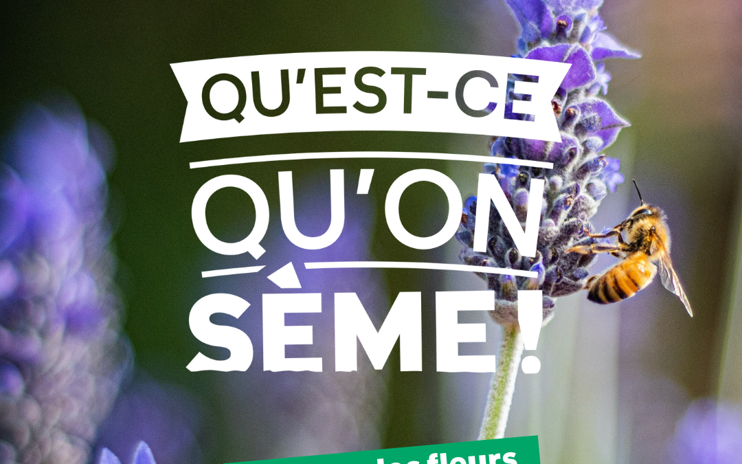 Action « Qu’est-ce qu’on sème ! » en cours à Woluwe1150
